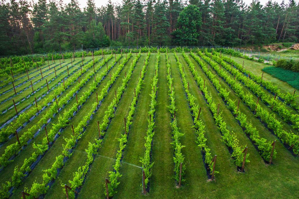 Warminska Winnica Barczewo Ngoại thất bức ảnh